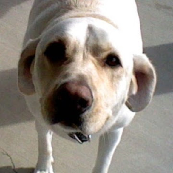 Meet your Posher, Coop - Picture 1 of 1